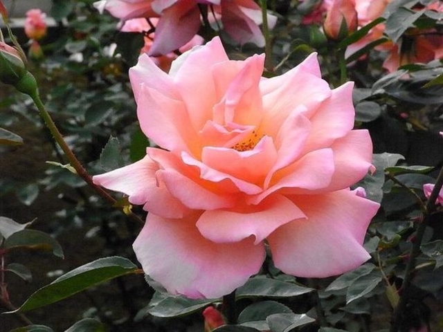 都立神代植物公園