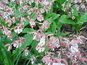 ひろりんさんの安養院のツツジの投稿写真1