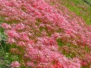 正やんさんの矢勝川堤の彼岸花の投稿写真1