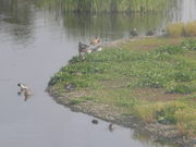 kazumiringoさんの海王バードパーク/富山新港臨海野鳥園の投稿写真1