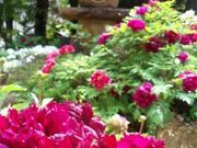 takeさんの妙雲寺ボタンの投稿写真1