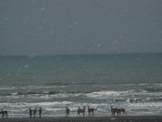 かねおさんの稚内西海岸の投稿写真1