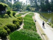 ウォーレンさんの東公園の菖蒲の投稿写真1