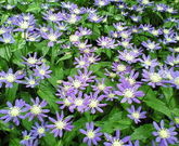 ひろりんさんの報国寺(竹寺)の投稿写真1