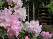 ……だってさんの室生寺の石楠花の投稿写真1