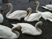桜島さんの藺牟田池の泥炭形成植物群落の投稿写真1