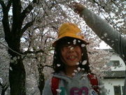 くーままさんの夜の森の桜並木の投稿写真1