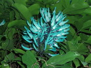 秋風春風さんのとちぎ花センターの投稿写真1