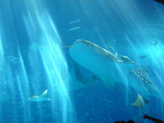 沖縄美ら海水族館の写真1