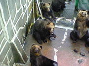 ayumiさんの昭和新山熊牧場の投稿写真1