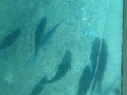 まむっちょさんの海底観光グラスボートの投稿写真1