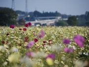 ハセハセさんの鬼怒グリーンパークのコスモスの投稿写真1