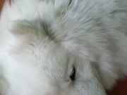 みみちさんのつくばわんわんランドの投稿写真1