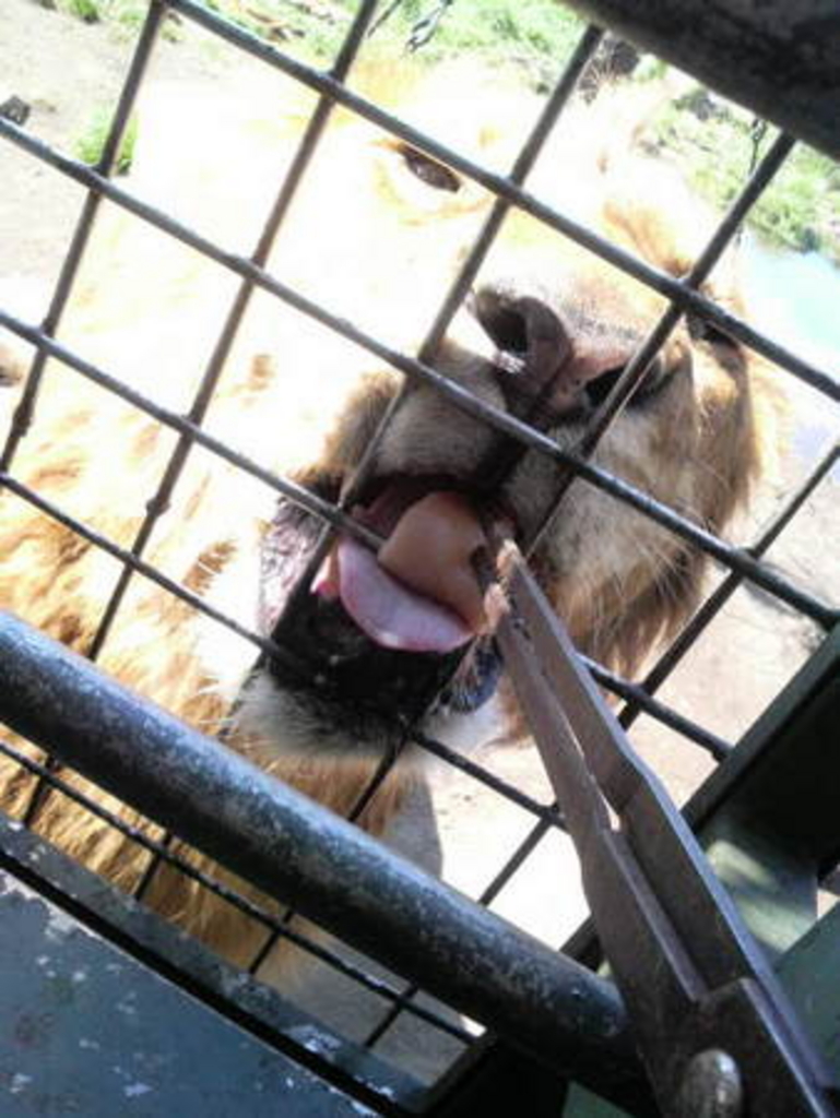 九州自然動物公園アフリカンサファリ