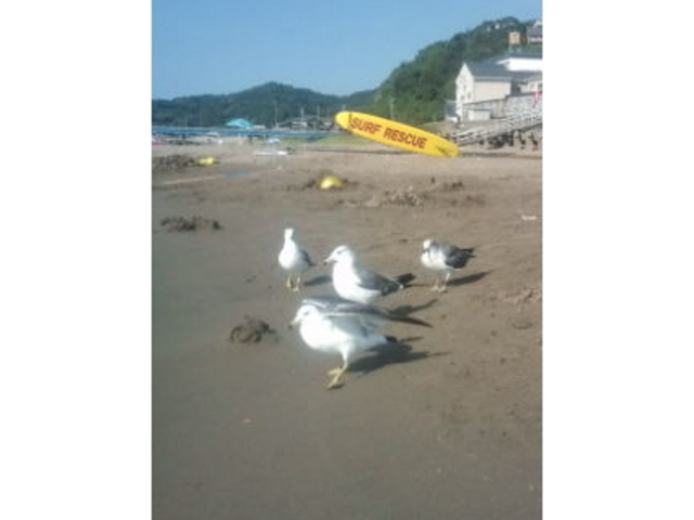 ツッチィさんの石地海水浴場の投稿写真1