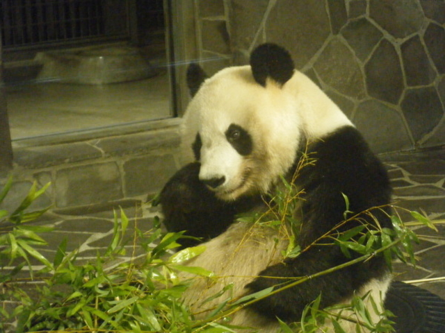 神戸市立王子動物園