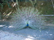 さくらさんの大牟田市動物園の投稿写真1