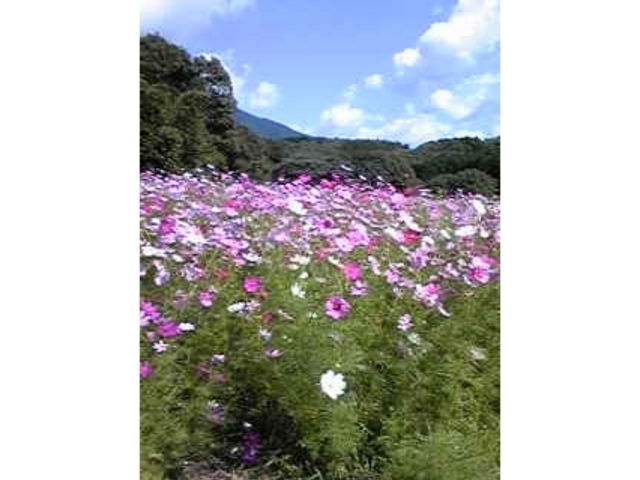 野の実