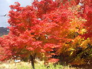 タコさんの河口湖湖畔遊歩道の投稿写真1