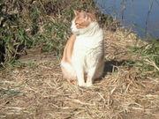チーさんの江の島岩屋の投稿写真1