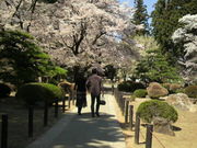 桜姫さんの恵林寺庭園の投稿写真1