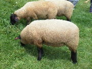 めぇこさんのまきば公園の投稿写真1