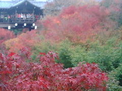東福寺の写真1