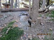 noriさんのキャンベルタウン野鳥の森の投稿写真1