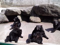 奥飛騨クマ牧場の写真1