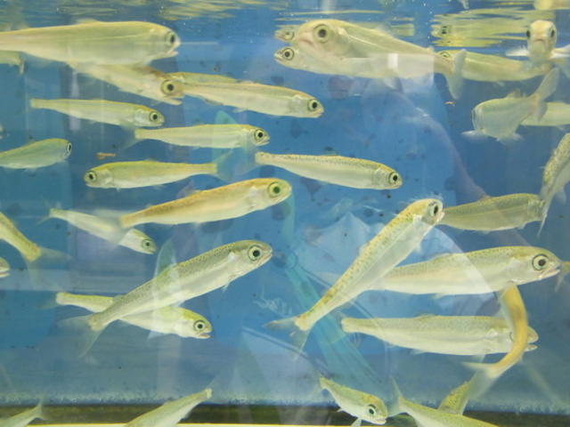 標津サーモン科学館(サケの水族館)