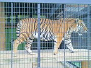 じゃら太郎さんの大内山動物園の投稿写真1