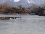 しどーさんの三島池の投稿写真1