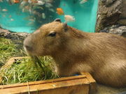 ごすけさんの鳥羽水族館の投稿写真1