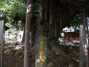 雷雷クーンさんの千葉寺の大イチョウの投稿写真1