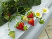 みぅみぅさんの本納いちご狩りの投稿写真1