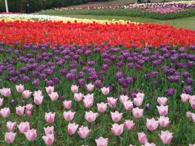 淡路島国営明石海峡公園