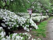 競馬大好きさんの松ヶ池公園の白つつじの投稿写真1