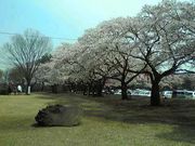 一翠さんの黒磯公園の投稿写真1