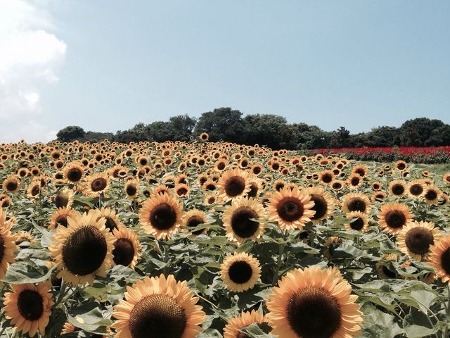 ひまわり畑_あわじ花さじき