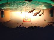 AiKaさんの神戸須磨シーワールドの投稿写真1