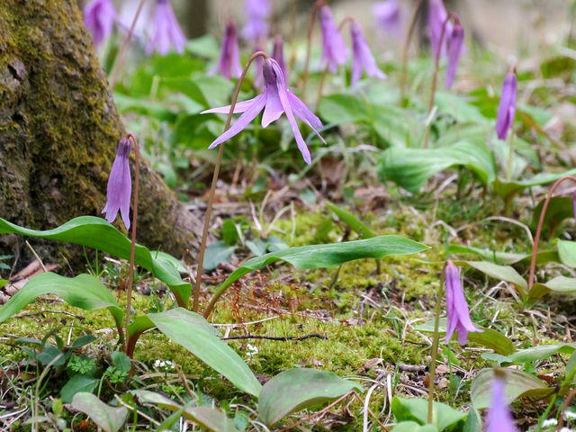 3月末 / カタクリの花_箱根湿生花園