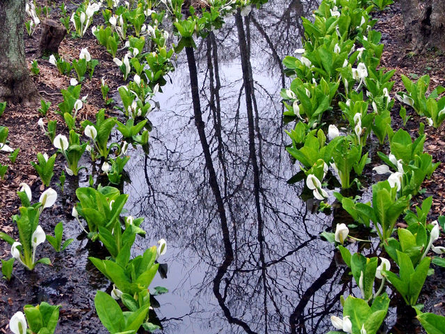 3月末 / 水芭蕉
ボードウォークの両側にたくさんの水芭蕉が観察できます_箱根湿生花園