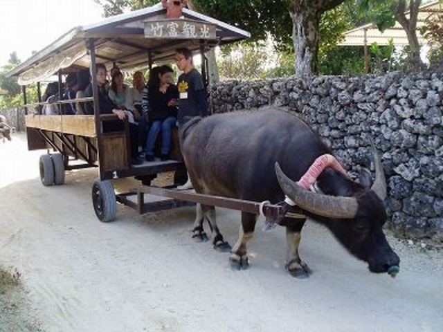 水牛車観光