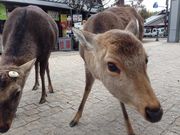 トモさんの東大寺の投稿写真1