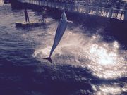 とし子さんのいおワールドかごしま水族館の投稿写真2