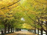 ニコちゃんさんの国営昭和記念公園の投稿写真1