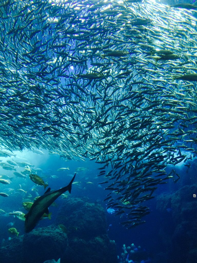 新江ノ島水族館