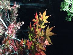 弥彦公園の紅葉の写真1