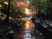チラさんの小國神社の投稿写真1