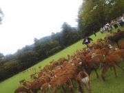 ゆきこちゃんさんの鹿寄せの投稿写真1